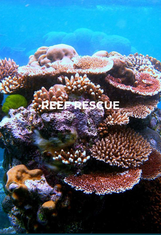 Firetti Contemporary sponsors an artificial coral reef