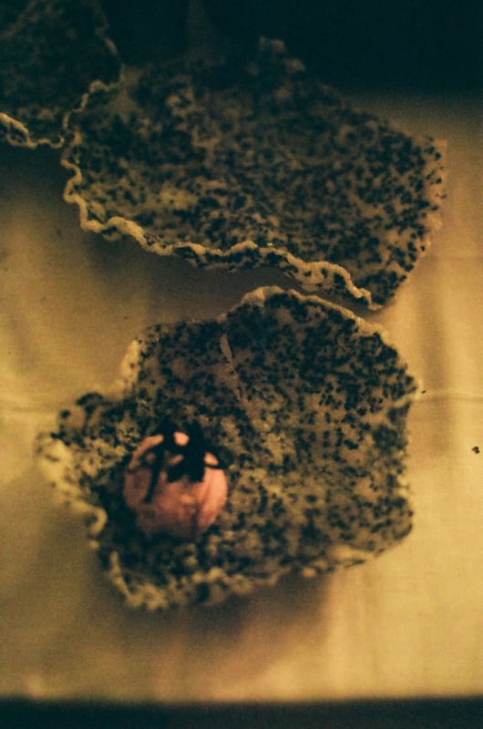 'FUCUS' by Gobyfish, On the occasion of Cloud Point