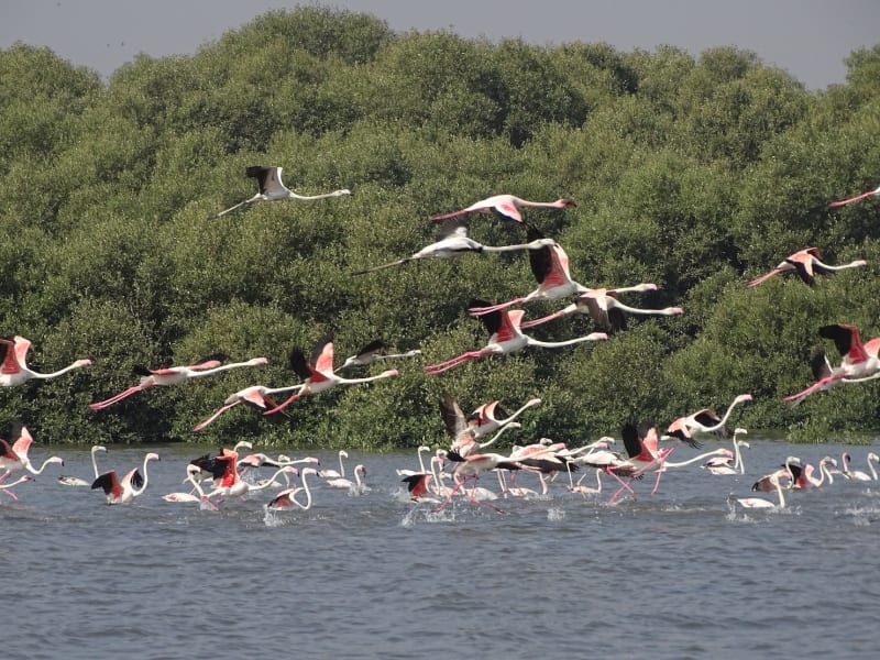 Collectivism & Mangrove Protection , 6-7pm GMT