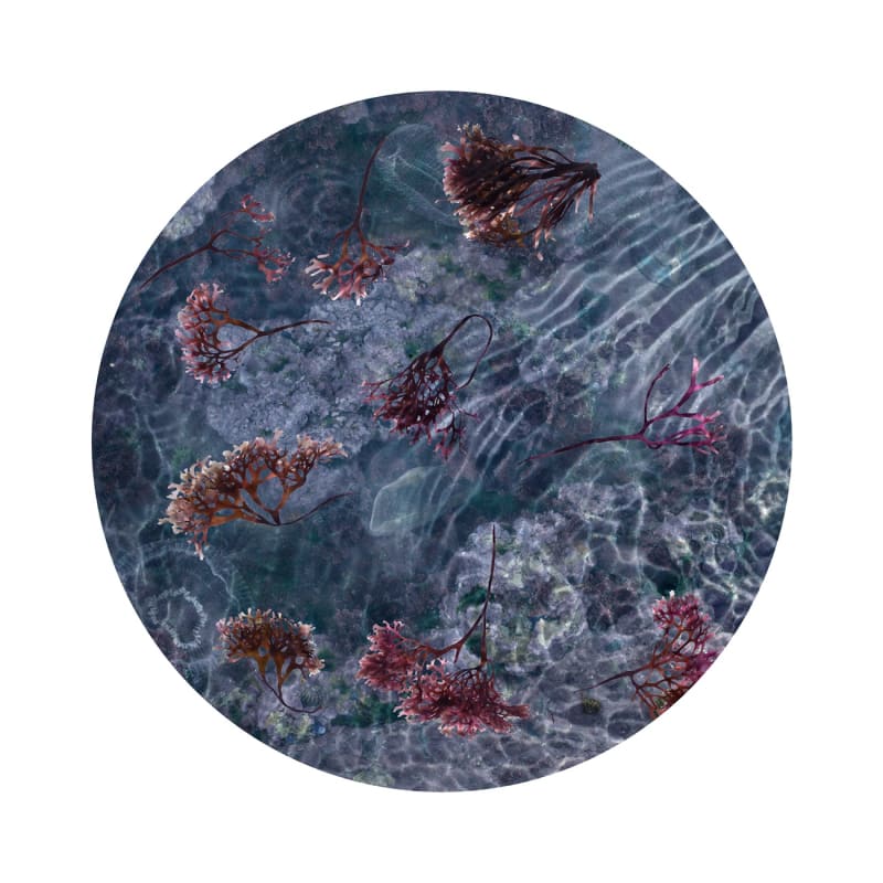 Tide Pool 24, 2014-2015