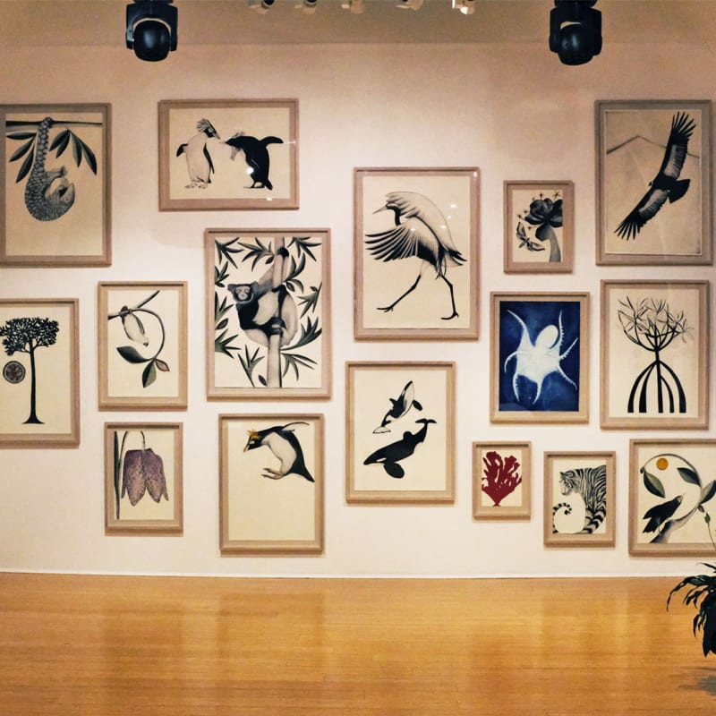 Beatrice Forshall Vanishing Species Talk and Exhibition