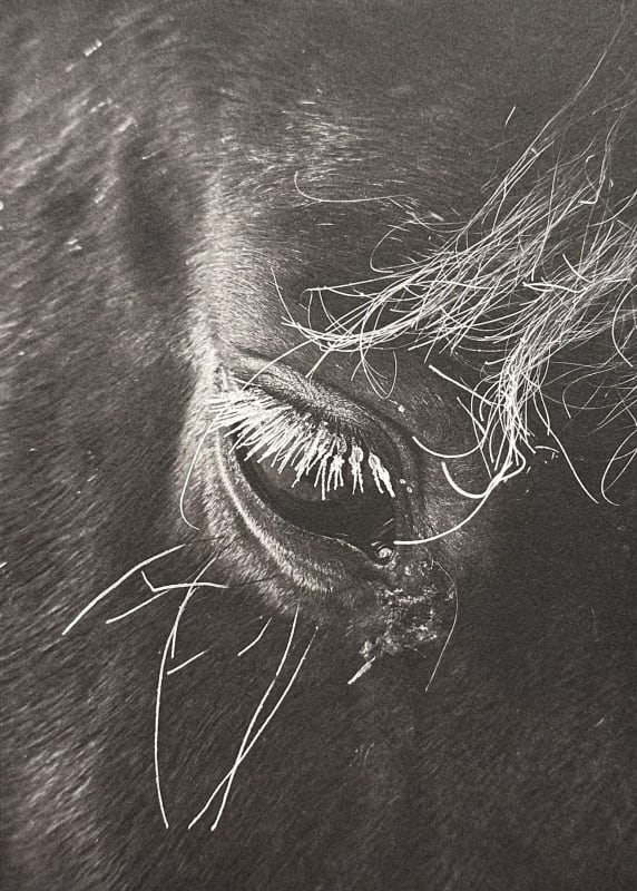 only the landscape has changed, Works by Pentti Sammallahti, Chico Seay & Wesley Stringer