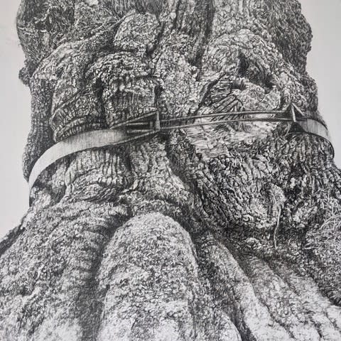 Amanda Cornish, Senectitude I, charcoal