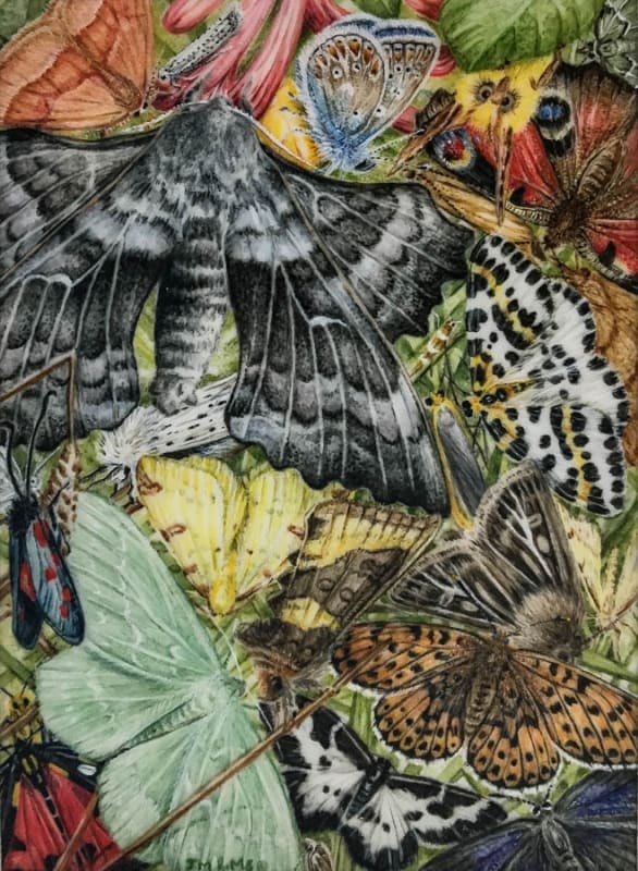 Magnificent Moths & Butterflies