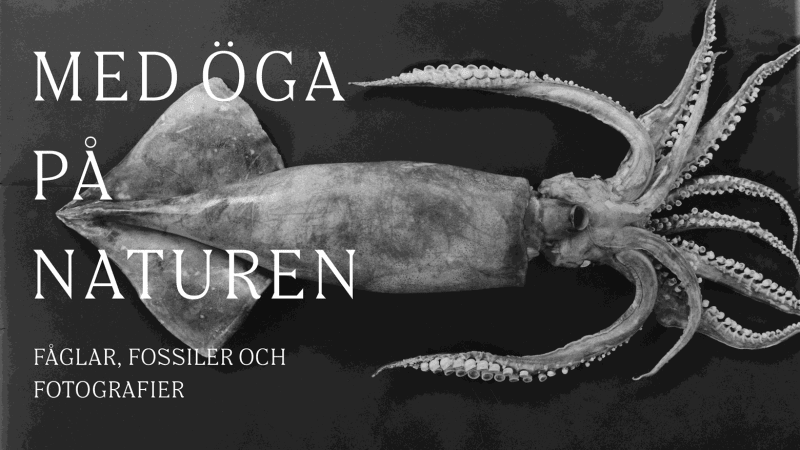 Susanne Fagerlund at Göteborgs Naturhistoriska Museum | Göteborg, Sweden