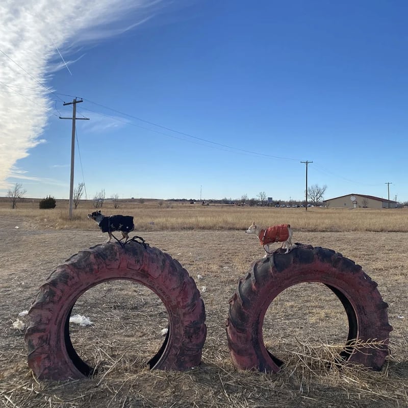 LJ Roberts | The Joshua Treenial 2023: Aterritorial | BoxoPROJECTS