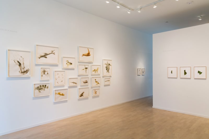 A salon hang of Alexis Rockman's Field Drawings from the East End, and four Irene Kopelman's on the adjacent wall.
