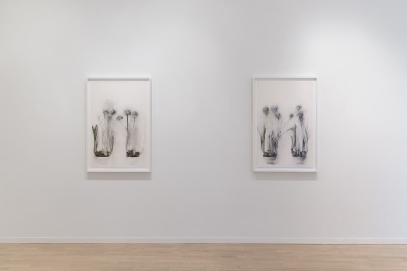 Two predominantly grey Linda Etcoff compositions with accents of green and brown in the leaves and buds of the flora depicted, spaced and hung at equal level on the same wall.