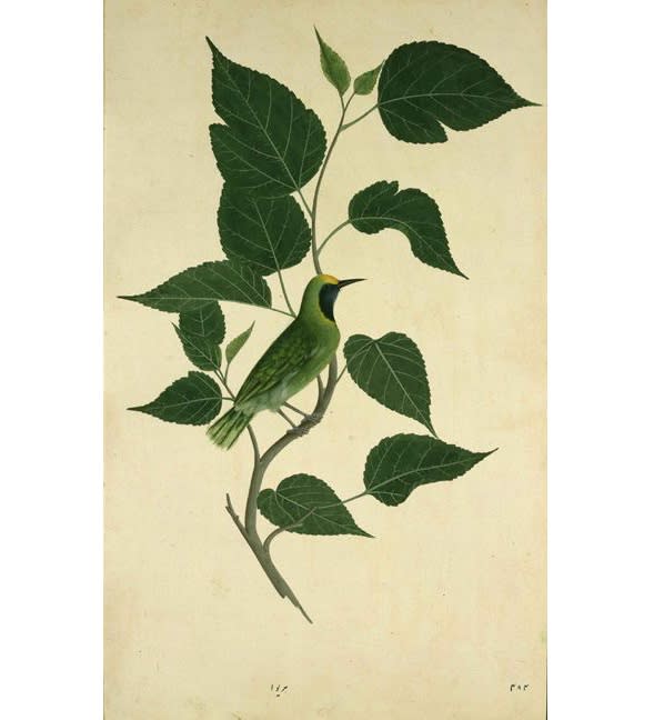 Lucknow School, c. 1775-1785 A Green Bulbul, (Chloropsis aurifons) on the branch of a tree, possibly a white mulberry tree hariwa 484 [in ink lower margin] hariwa [in ink on a ticket on the reverse] gouache and watercolor over pen and ink on paper, height