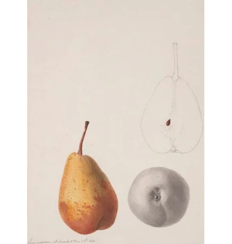Anthelme-Eugene Grobon (1820-1878), POIRE INCONNUE _ M. ARMAND, NO 50_ 4XBRE, 1843, pencil and watercolor on paper, 12 3/8 x 9 3/8 inches,518