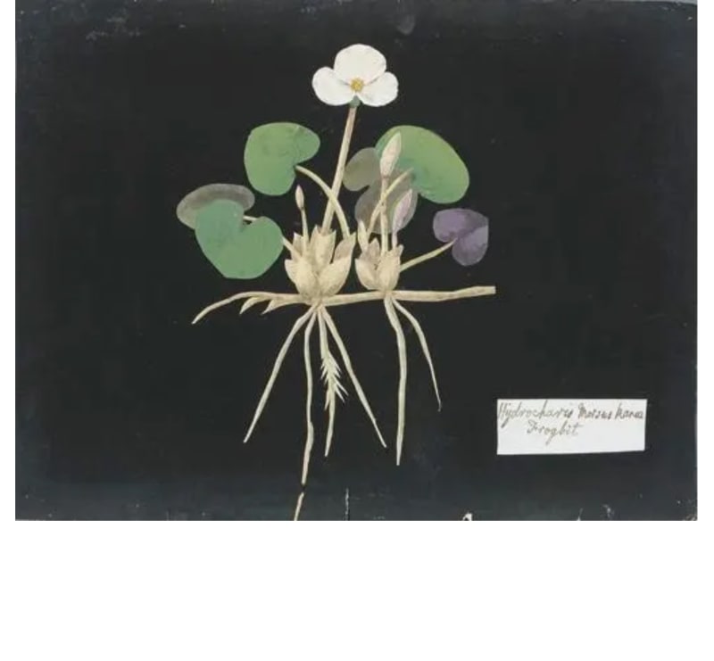 William Booth Grey (1773-1852), HYDROCHAVIS MORGUS KAREE - FROGBIT, watercolor collage on antique laid paper prepared with ink, 9 3/4 x 12 1/4”19 3/4 x 21 3/4”
