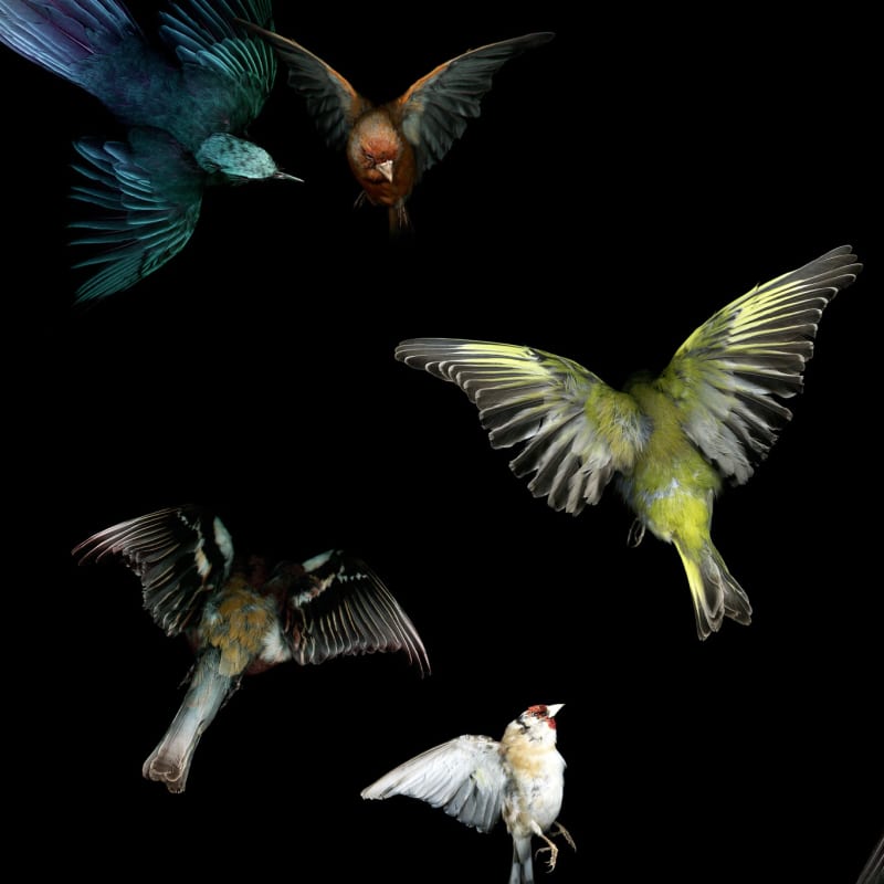 Dream State, Group Show