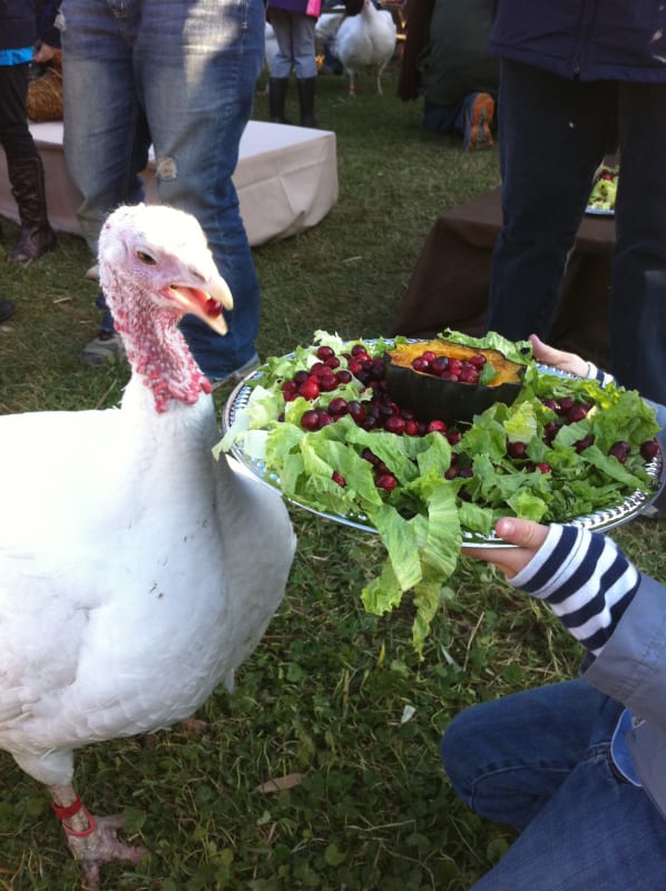 Photograph of the artist feeding a turkey while visiting Farm Sanctuary, November 23, 2010