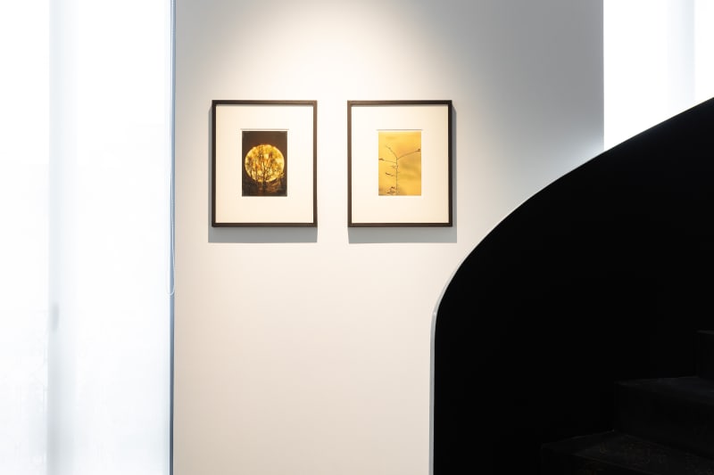 The Mouth of Krishna, Albarrán Cabrera