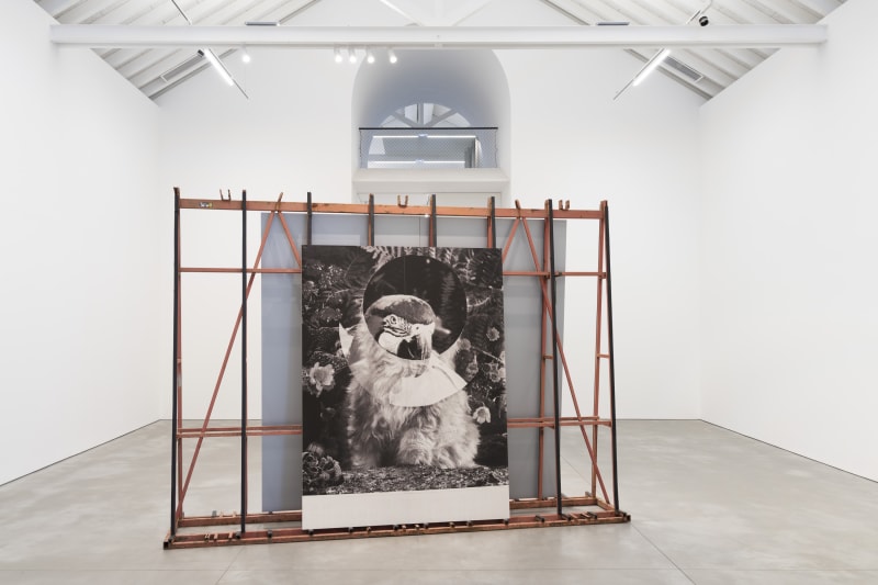 Quimera, Daniela Ângelo