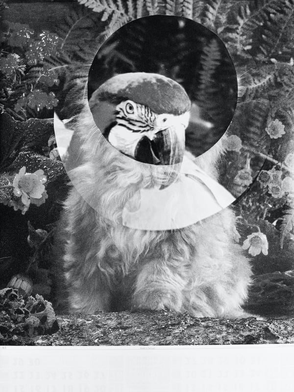 Quimera, Daniela Ângelo