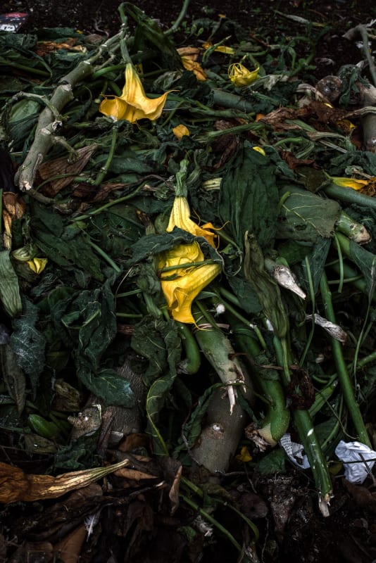 José Pedro Cortes, Nature (II), 2020