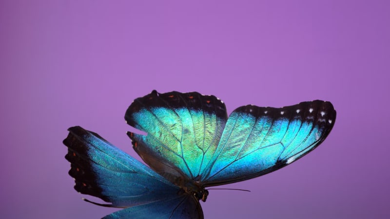 Andrea Galvani, Still from The Void Migrates to the Surface, 2025, Site-specific multichannel video installation, Courtesy the artist and Fotografiska Shanghai © Andrea Galvani Studio