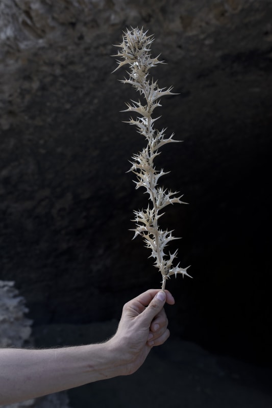 Camille Pradon, Πήχυς (Pēchys - Mesure), 2025