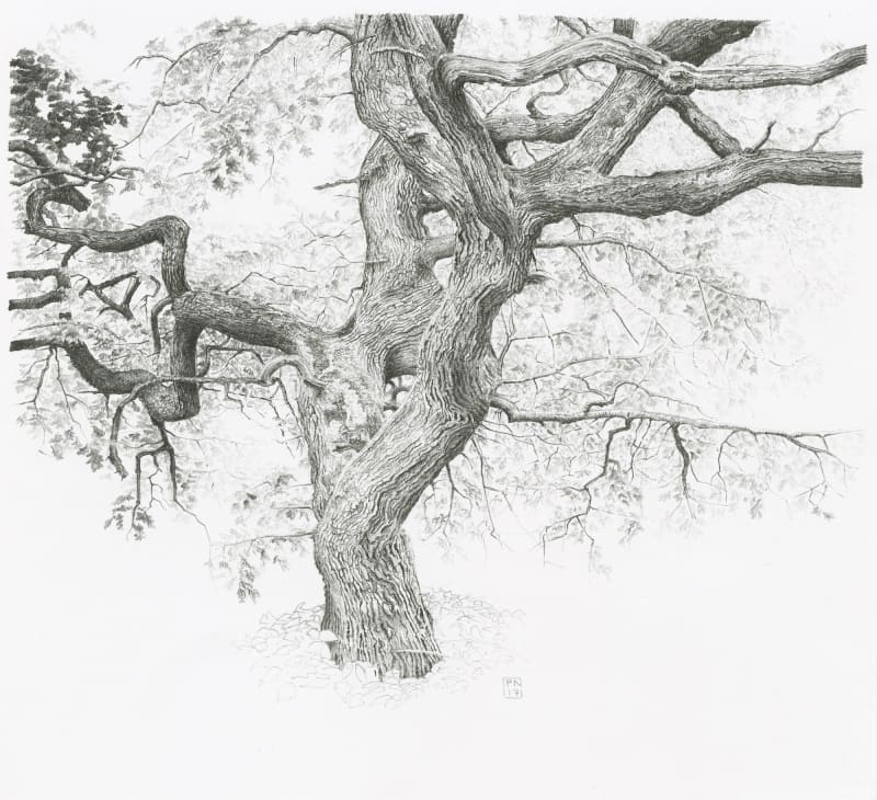 Graphite drawing Queen of the Woods by Paul Newman