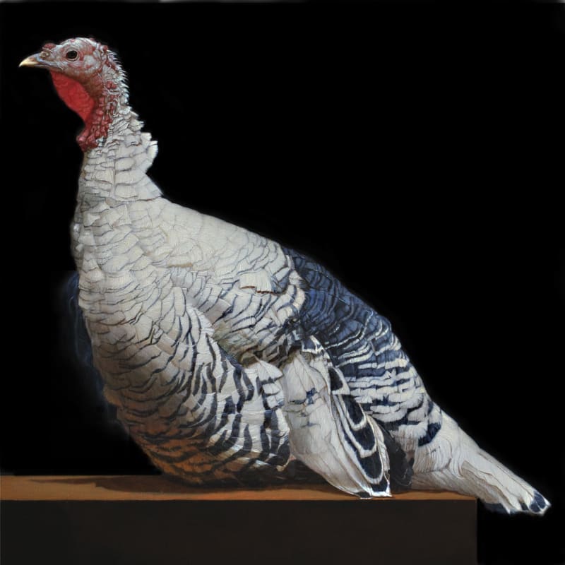 Zoology, Patricia Traub