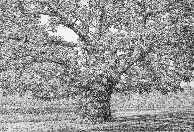 Roy Wright PS Late Summer Charcoal on paper 37 x 25 " (35416)