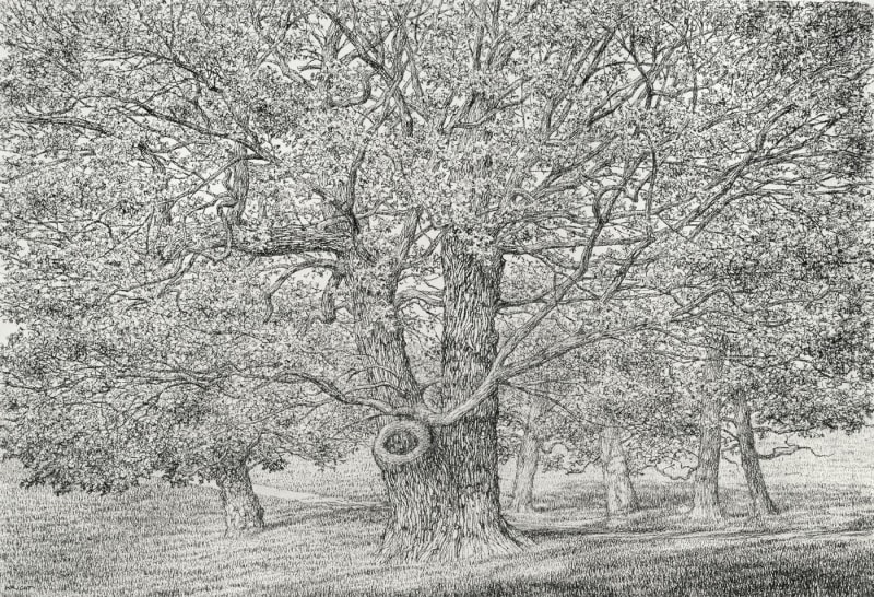Roy Wright PS Under Old Trees are the Shadows of Young Leaves Charcoal 37 x 53