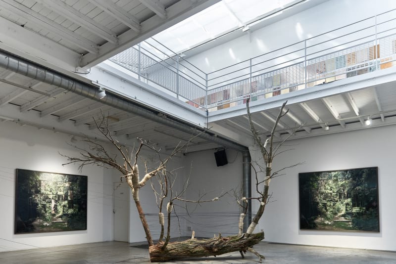 À quoi rêvent les forêts ?, Curator Lucie Touya