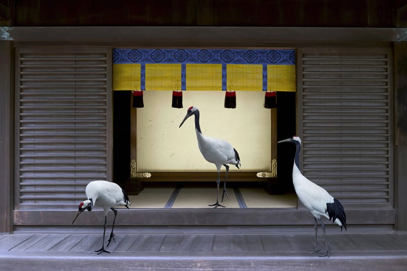 Karen Knorr, Path To Enlightenment, Meiji, Jingu Shrine Tokyo, Japon, série Monogatari, 2015