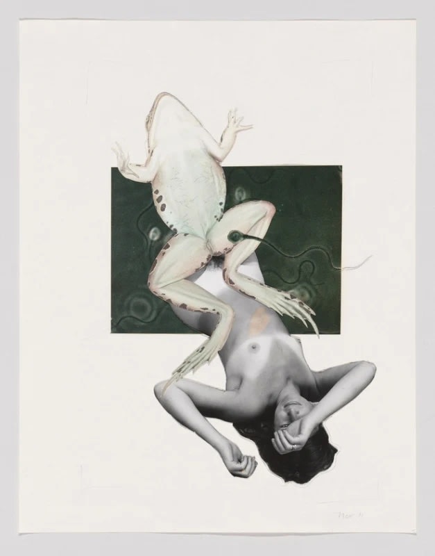 Joanne Leonard Untitled (Joanne, frog, and sperm) (1973) (courtesy Whitney Museum of American Art, New York; gift of Jeremy Stone)