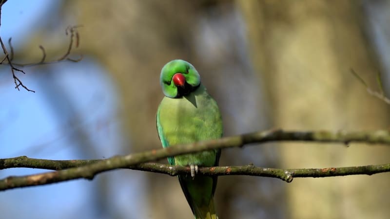 Adham Faramawy Screening at the Art Exchange, Colchester