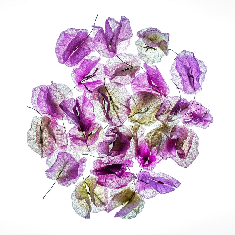 One Last Dance No. 1 - Glass edition, 2021 Fine art photograph, archival pigment print 91.5 x 91.5 cm / 36 x 36 in 76 x 76 cm / 30 x 30 in 61 x 61 cm / 24 x 24 in 40 x 40 cm / 16 x 16 in Limited Editions of 10