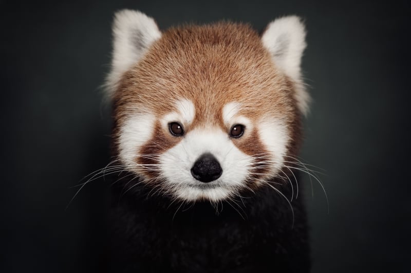 Photo Basel Vincent Lagrange, The Red Panda