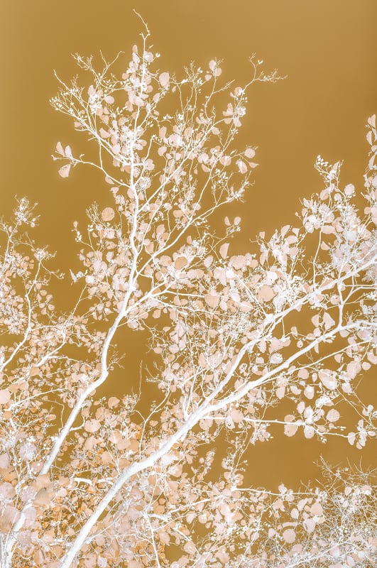 ART ROTTERDAM 2026, Rotterdam Ahoy