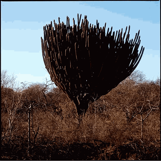 A imaginação ampliada Homens, pedras e memórias por Geórgia Quintas, Pedro David