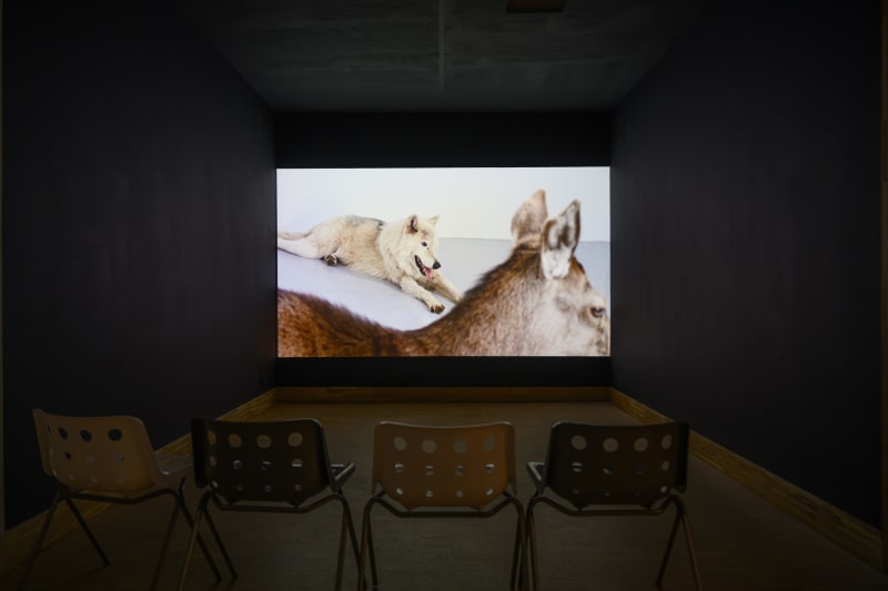Mircea Cantor, Deeparture, 2005, 16mm film transferred to video (color, silent) 2:43 min. Photo: Peter Cox