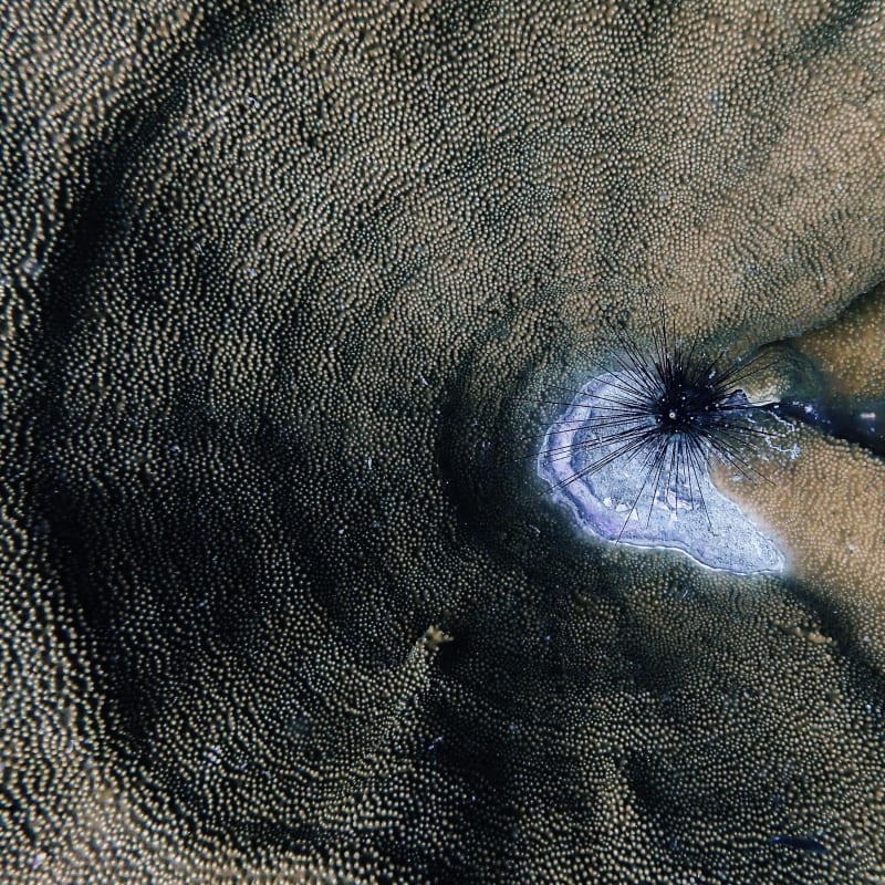 Blue Wilderness, Finding peace in flux