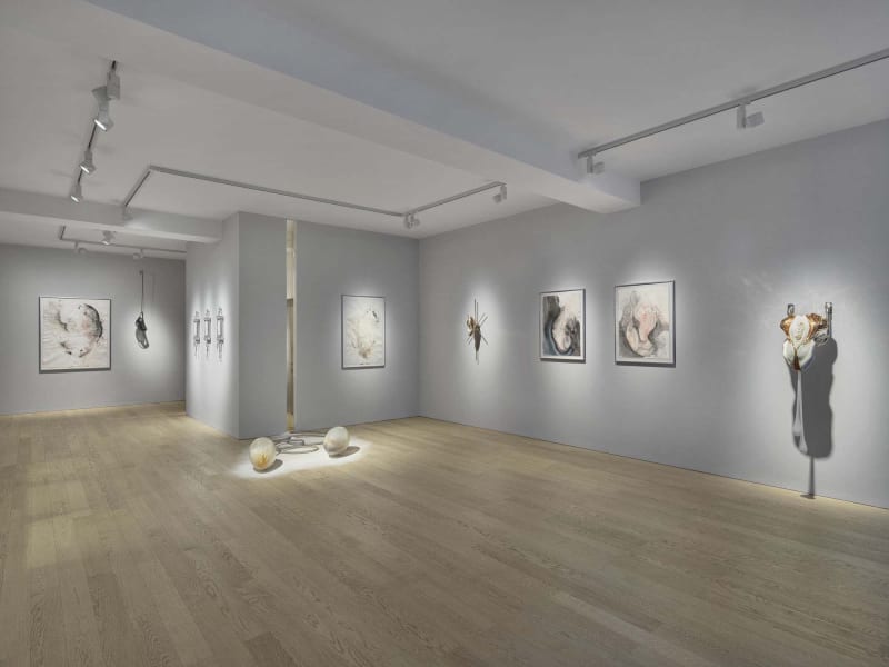 Ivana Bašić “Temptation of Being”at Albion Jeune, London