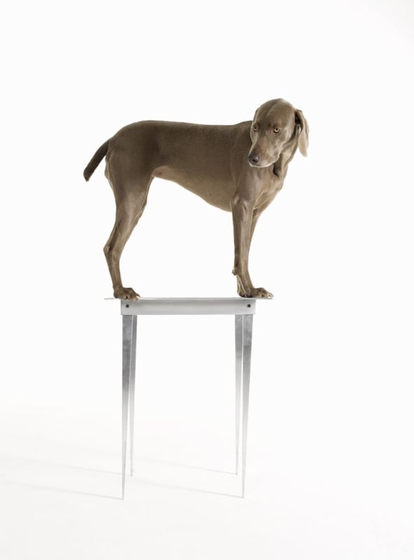 William Wegman