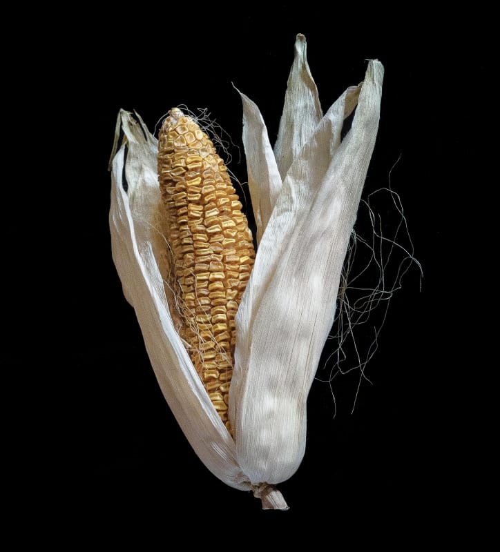 Bruce Marshall, Old Corn