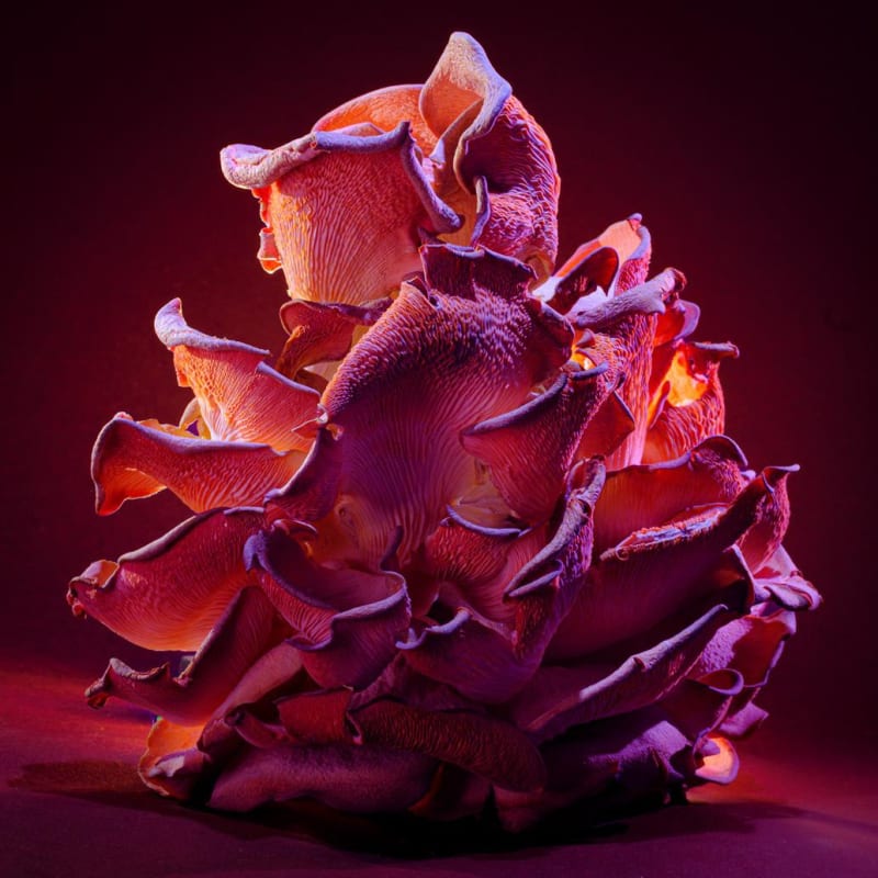Conor Horgan, Disco Vegetables - Pink Oyster Mushrooms 1