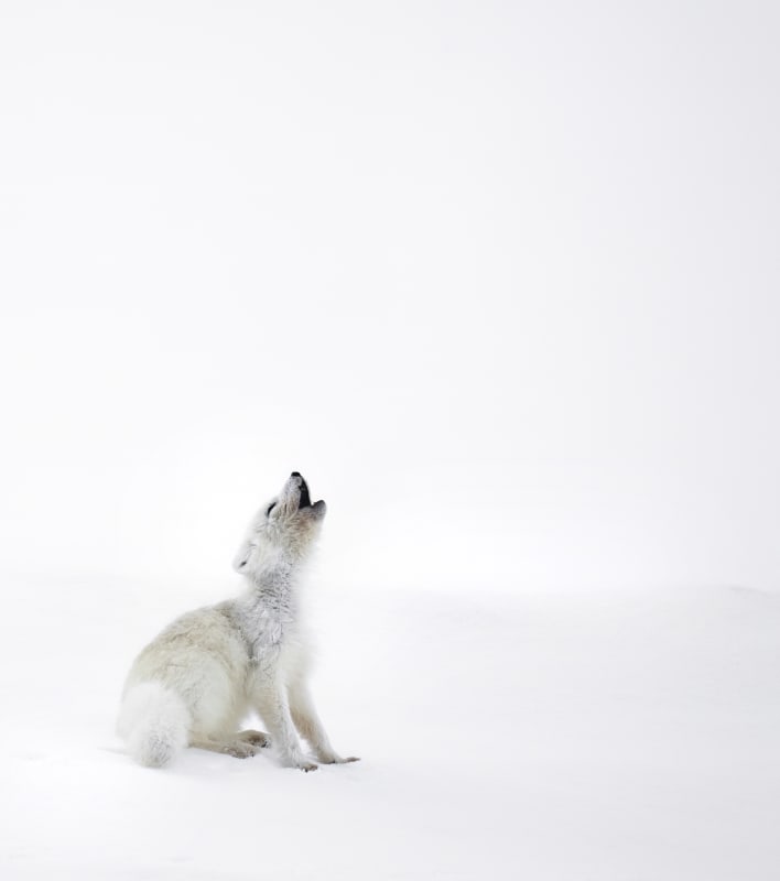 'Silent Howl' - Malini Chandrasekar