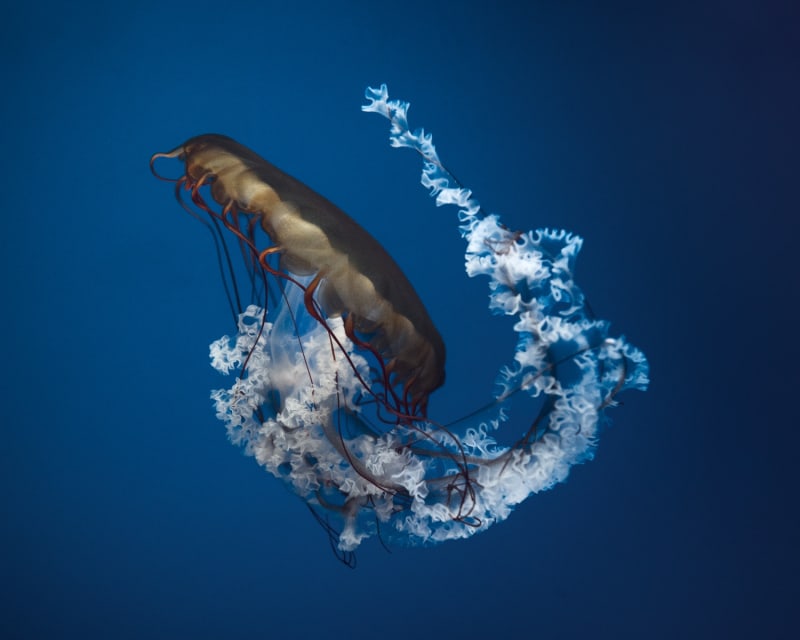 Book exhibition - Between Us , VINCENT LAGRANGE