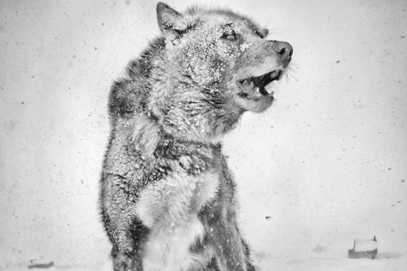 Arctic Heroes, Leica Gallery, Düsseldorf