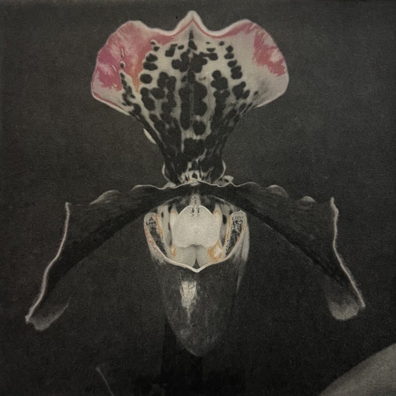 'Paphiopedillillium', photopolymer duotone