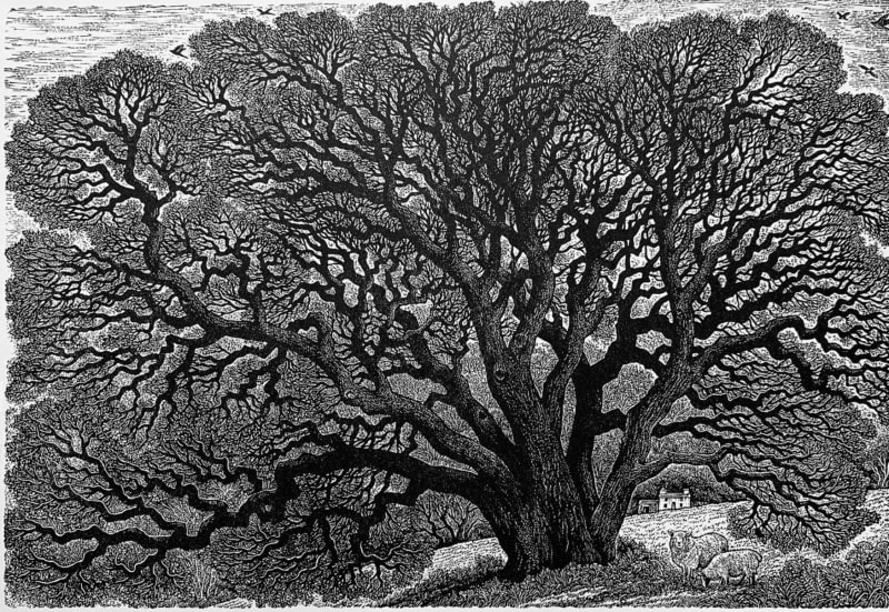 Sue Scullard, 'Sheltering Place'