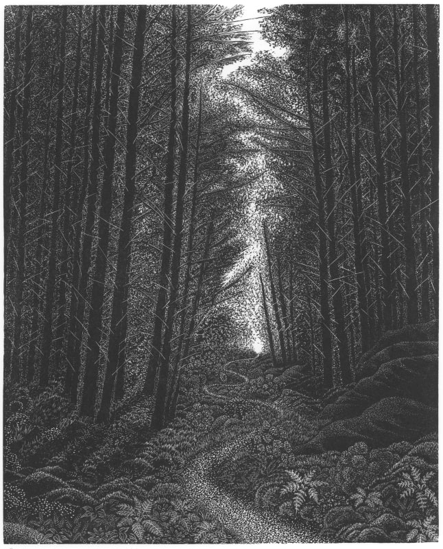 Woodland Walk - David Robertson ARE
