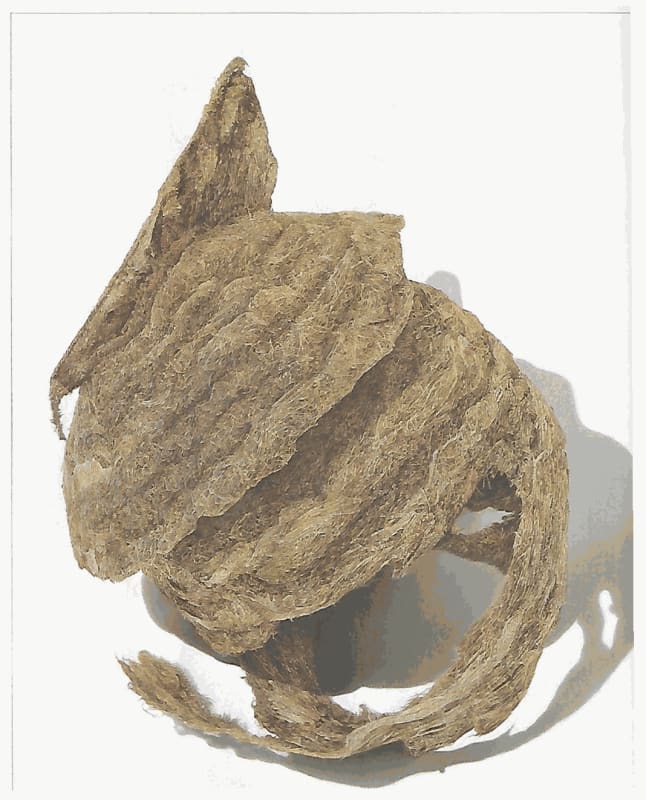 David Morrison: Ordinary Icons