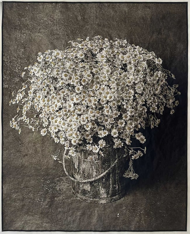Jan C Schlegel, Chamomiles, 2023 Hand-painted platinum print with gold on transparent 15gms Hawagashi paper 36.5 x 26.5 cm