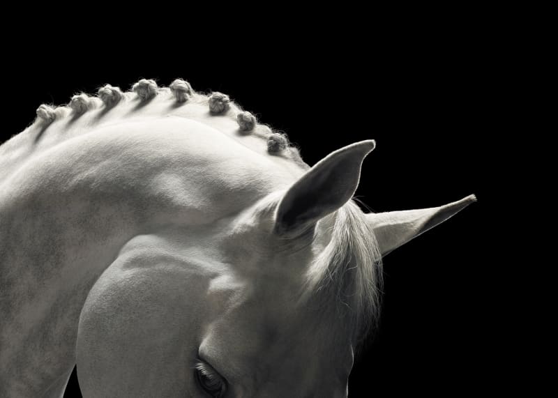 Tim Flach, Holstein, 2009 Platinum print, 30 x 40 cm